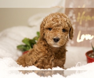 Goldendoodle (Miniature) Litter for sale in LOS ANGELES, CA, USA