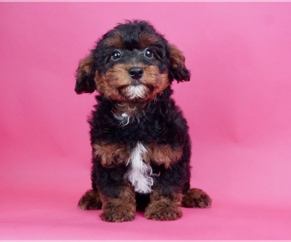 Medium Photo #1 YorkiePoo Puppy For Sale in WARSAW, IN, USA