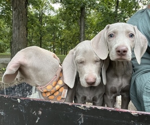 Weimaraner Litter for sale in MIDDLETOWN, OH, USA