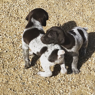 Medium Photo #1 German Shorthaired Pointer Puppy For Sale in HESPERIA, CA, USA