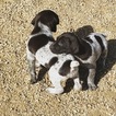 Small Photo #1 German Shorthaired Pointer Puppy For Sale in HESPERIA, CA, USA