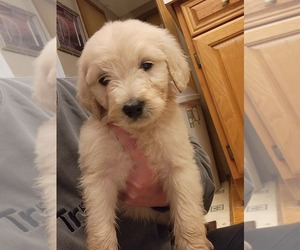Goldendoodle Litter for sale in OLD FORT, NC, USA