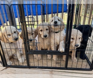 Goldendoodle Litter for sale in CONOVER, NC, USA