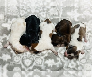 Dachshund Litter for sale in SOUTHPORT, IN, USA
