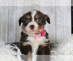 Miniature Australian Shepherd Litter for sale in STAFFORD, VA, USA