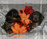 Small Photo #1 Dachshund Puppy For Sale in SAGINAW, MI, USA