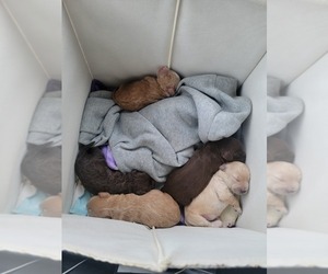 Poodle (Toy)-Springerdoodle Mix Litter for sale in ELDERSBURG, MD, USA