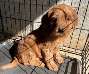 Goldendoodle (Miniature) Litter for sale in MUNFORDVILLE, KY, USA