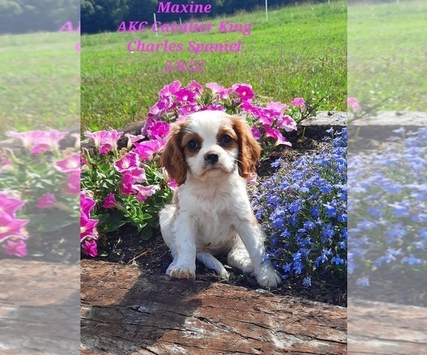 Medium Photo #1 Cavalier King Charles Spaniel Puppy For Sale in SHIPSHEWANA, IN, USA