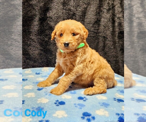 Medium Photo #1 Goldendoodle Puppy For Sale in ETNA GREEN, IN, USA