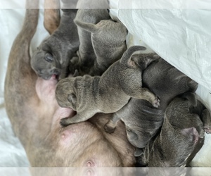 American Bully Litter for sale in LOS ANGELES, CA, USA