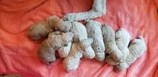 Goldendoodle Litter for sale in ANTELOPE, CA, USA