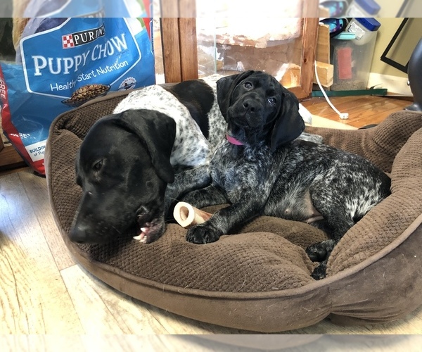 Medium Photo #1 German Shorthaired Pointer Puppy For Sale in SANBORN, NY, USA