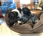Small Photo #1 German Shorthaired Pointer Puppy For Sale in SANBORN, NY, USA