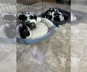 ShihPoo Litter for sale in GILBERTSVILLE, PA, USA