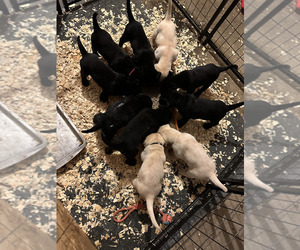 Labrador Retriever Litter for sale in CASCADE, IA, USA