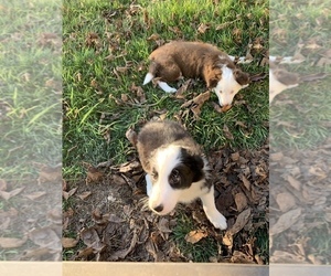 Border Collie Litter for sale in GUSTINE, CA, USA