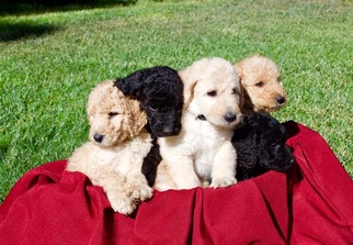 Labradoodle Litter for sale in DURHAM, CA, USA