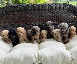 Miniature Labradoodle Litter for sale in MELBER, KY, USA