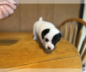 Jack Russell Terrier Litter for sale in STATESVILLE, NC, USA