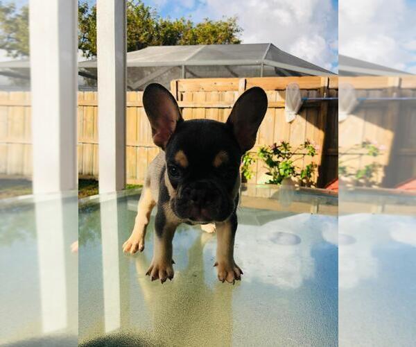 Medium Photo #1 French Bulldog Puppy For Sale in POMPANO BEACH, FL, USA