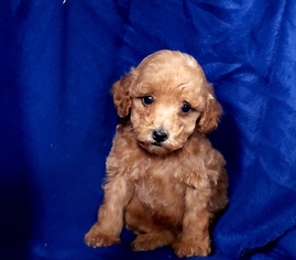 Poodle (Toy) Litter for sale in HINDSBORO, IL, USA