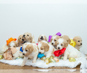 Goldendoodle Litter for sale in LITTLE ROCK, AR, USA