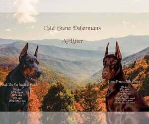Doberman Pinscher Litter for sale in VANCOUVER, WA, USA