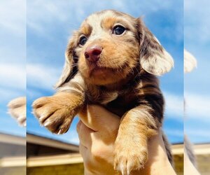 Dachshund Litter for sale in KERRVILLE, TX, USA
