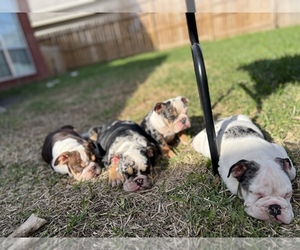 English Bulldog Litter for sale in SUGAR LAND, TX, USA