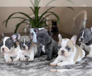 French Bulldog Litter for sale in BAKERSFIELD, CA, USA