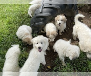 Great Pyrenees Litter for sale in BURL, NC, USA