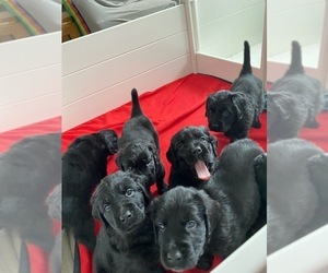 Golden Newfie Litter for sale in JOHNSTOWN, OH, USA