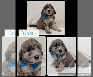 Aussiedoodle Miniature  Litter for sale in COXS CREEK, KY, USA