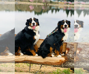 Bernese Mountain Dog Litter for sale in BANKS, OR, USA