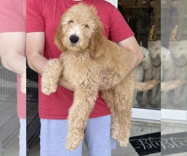 Medium Photo #1 Goldendoodle Puppy For Sale in MIAMI, FL, USA