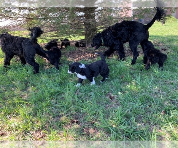 Medium Photo #1 Portuguese Water Dog Puppy For Sale in LAKEVIEW, MI, USA