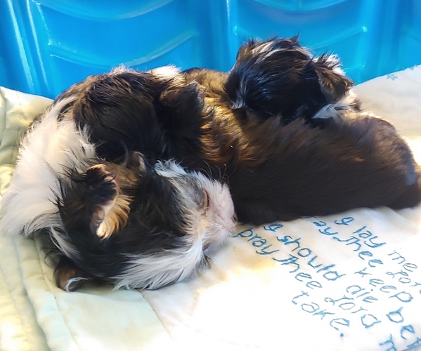 Medium Photo #1 Morkie Puppy For Sale in AUSTIN, TX, USA