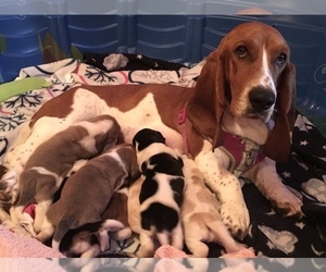 Basset Hound Litter for sale in ABSECON, NJ, USA