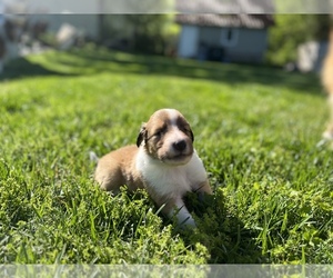 Collie Litter for sale in CHATTANOOGA, TN, USA