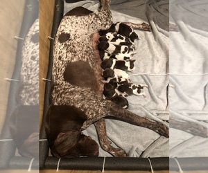 German Shorthaired Pointer Litter for sale in TEMPLETON, CA, USA