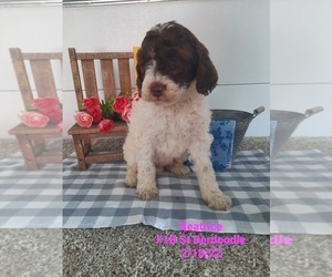 Saint Berdoodle Litter for sale in SHIPSHEWANA, IN, USA