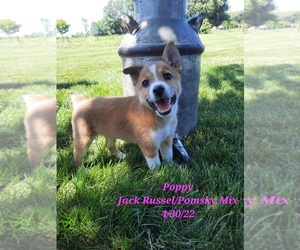 Medium Huskies -Jack Russell Terrier Mix