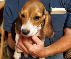Beagle Litter for sale in LINCOLN, TX, USA