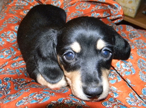 Medium Photo #1 Dachshund Puppy For Sale in LAKEBAY, WA, USA