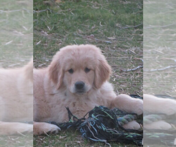 Full screen Photo #1 Golden Retriever Puppy For Sale in MECHANICSVILLE, MD, USA