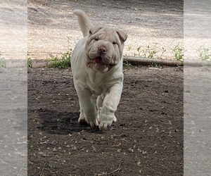 Chinese Shar-Pei Litter for sale in TOPEKA, KS, USA