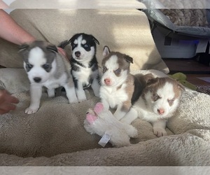 Siberian Husky Litter for sale in COLUMBIA, MD, USA