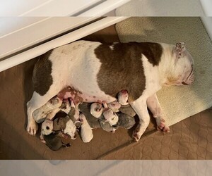 English Bulldog Litter for sale in STEPHENVILLE, TX, USA