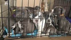 Small Photo #1 American Bully Puppy For Sale in OMAHA, NE, USA